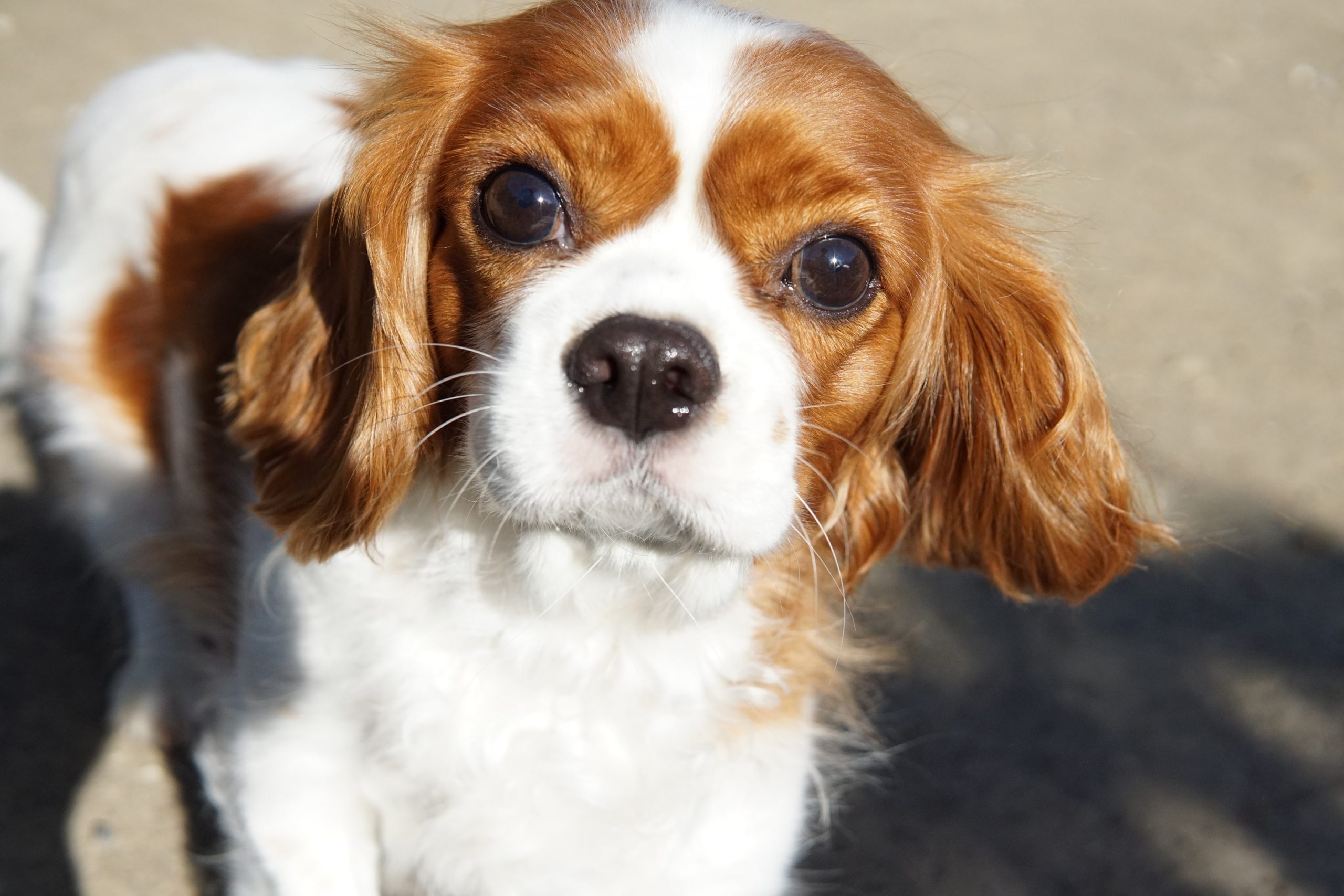 犬の幼稚園