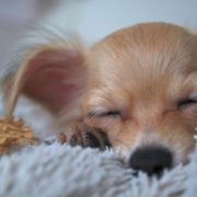 プライベートレッスン 横浜 犬のしつけ ピーチドッグトレーニングスクール