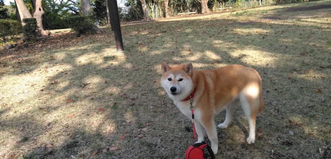 お客様の声 柴犬 横浜 犬のしつけ ピーチドッグトレーニングスクール お客様の声 柴犬 横浜 犬のしつけ ピーチドッグトレーニングスクール